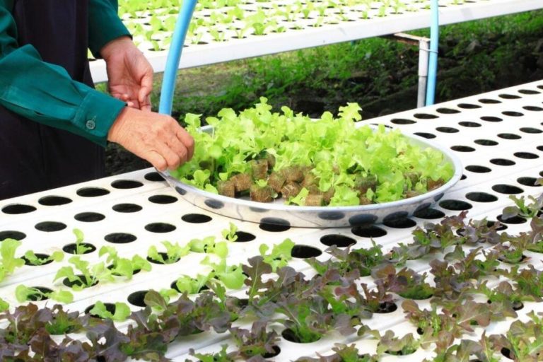 What is hydroponic gardening and why should you try it?